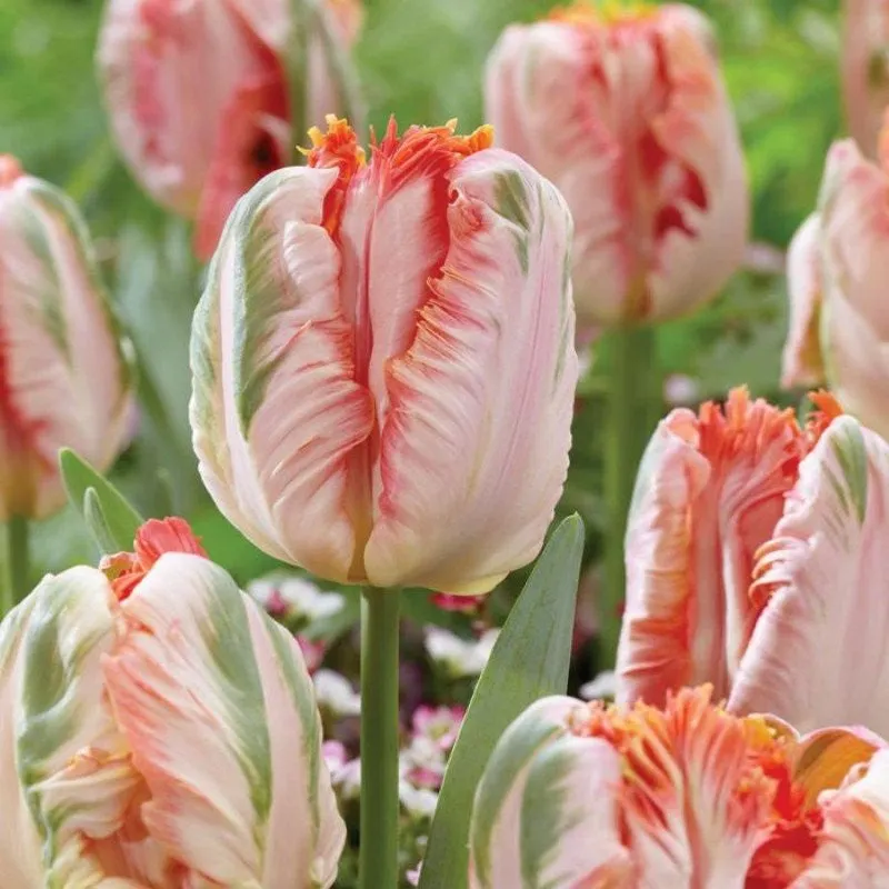 Apricot Parrot Tulip Seeds