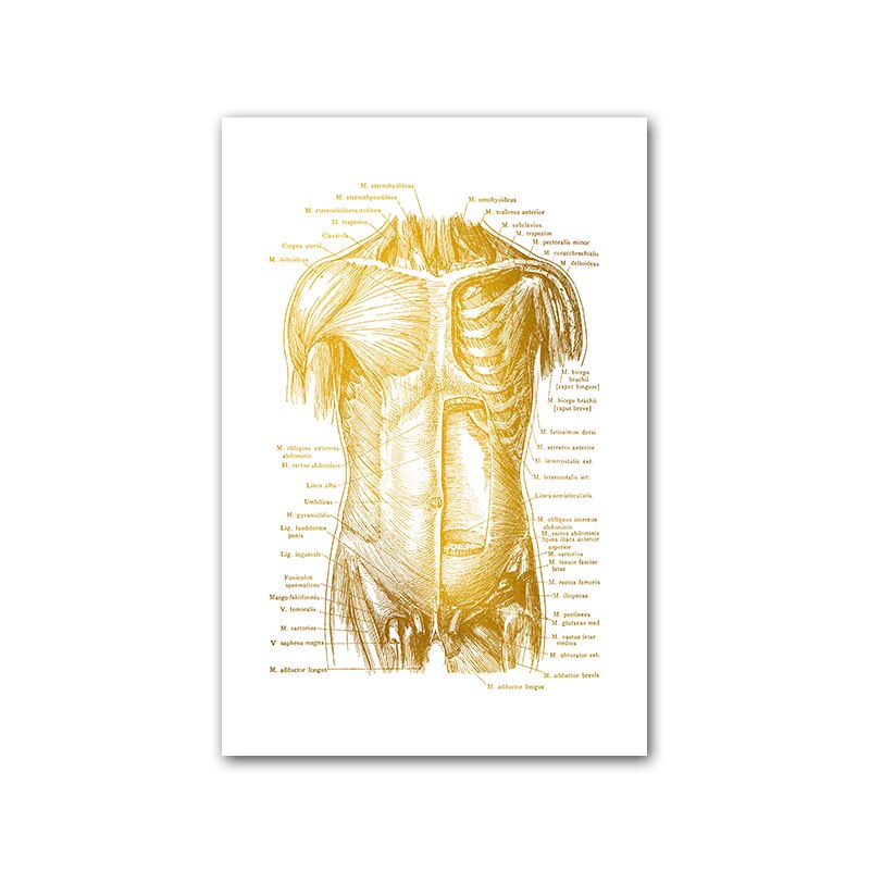 Human Anatomy Artwork Medical Wall Picture Muscle Skeleton Vintage Poster Nordic Canvas Print Education Painting Modern Decor