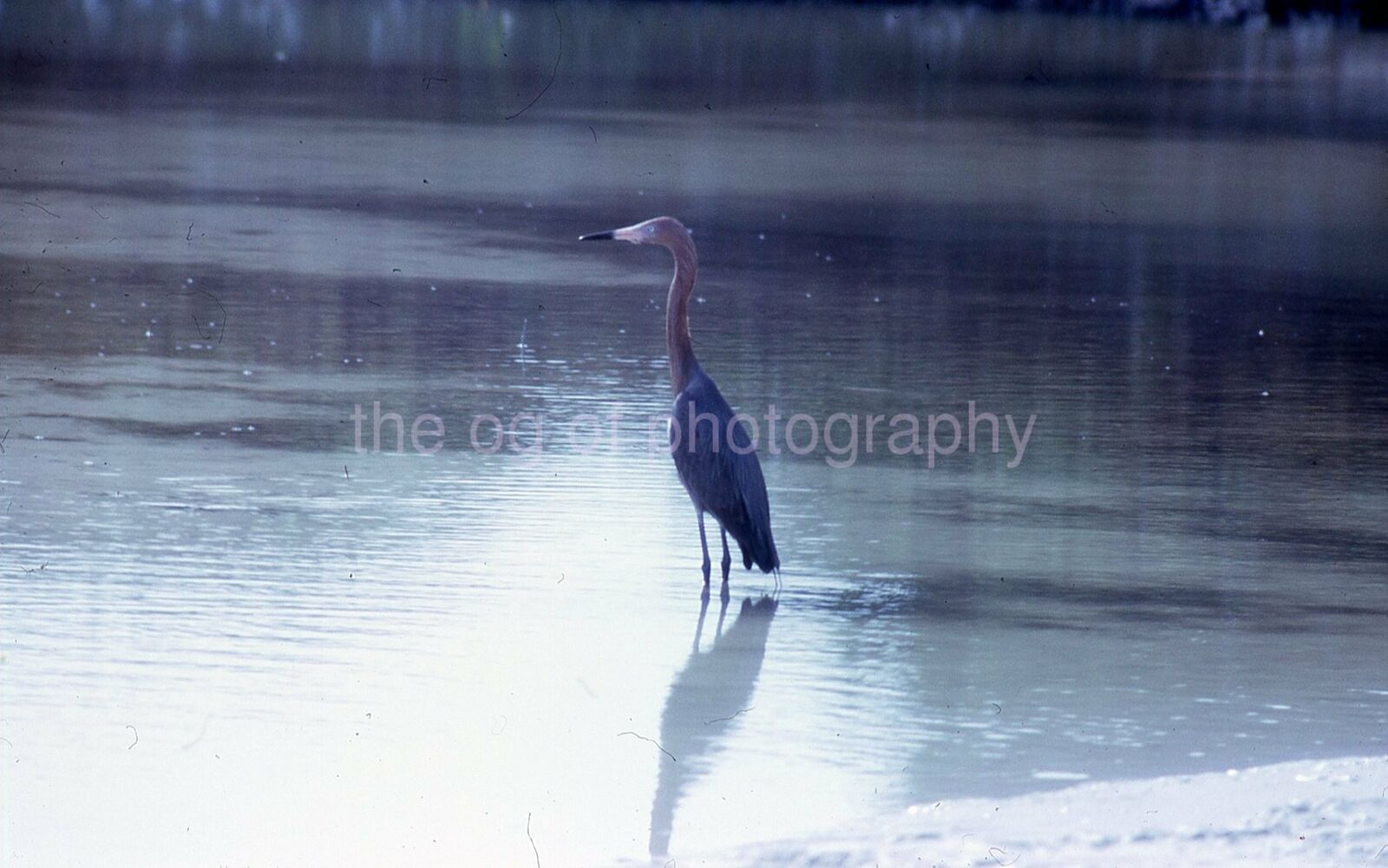 RED EGRET 35mm FOUND BIRD SLIDE Vintage COLOR Photo Poster painting 15 T 22 A