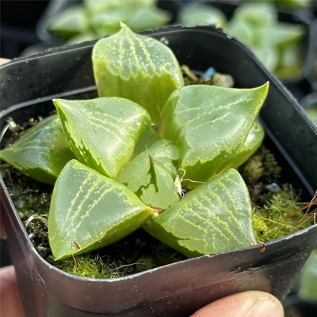 bjbm44.Haworthia emelyae var. comptoniana (G. G. Smith) J. D. Venter et S. A.  7cm/ Haworthia/ Succulent plants / Garden landscape / Carefully select healthy plants