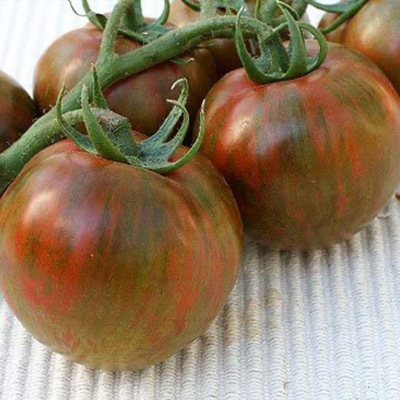 Rare Organic Vegetable Tomato Seeds "Black Zebra" (Lycopersicon esculentum Mill) Jonyparkseed®