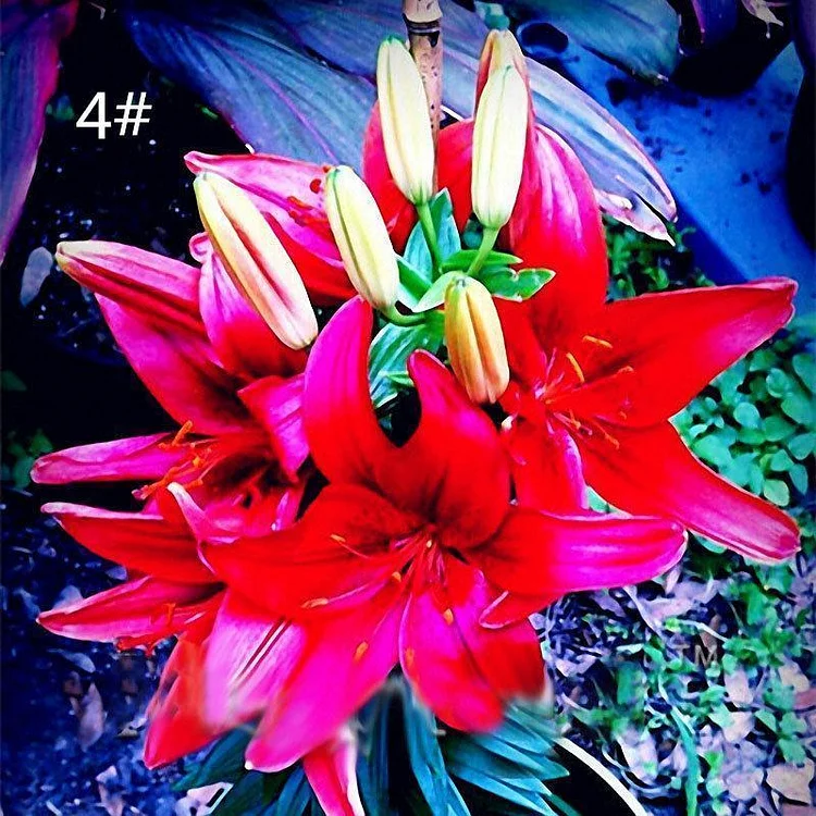 Perfume Liliy Seeds Flower Garden Plant