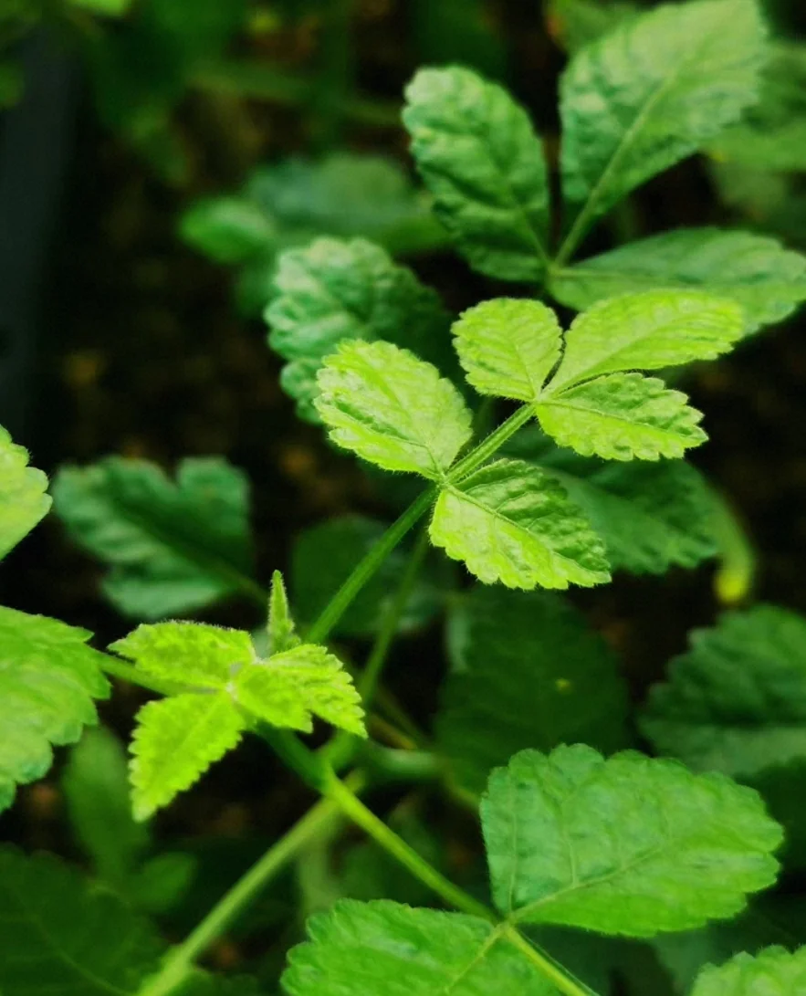 plant Aeonium Echeveria Haworthia  Caudex  Lithops Cactus  Agave 