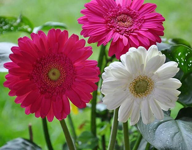 

Pink White Chrysanthemum Flower – Paint By Numbers - 40*50CM, 501 Original