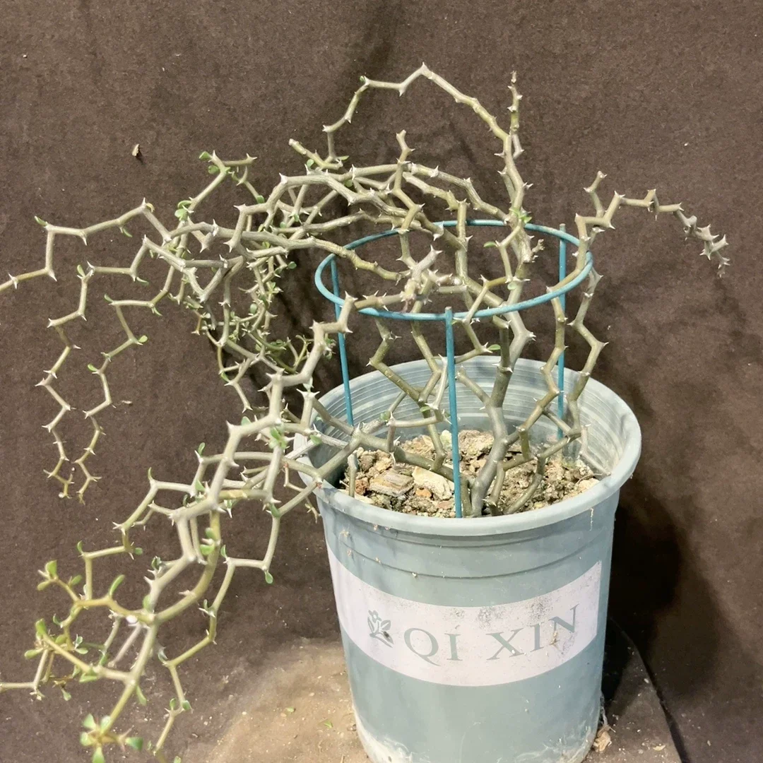 plant Aeonium Echeveria Haworthia  Caudex  Lithops Cactus  Agave 