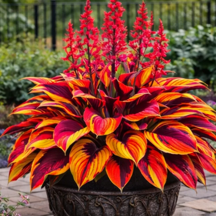 🪴Inferno Sunset Bloom Hosta Bulbs🌟High-Yield🌟