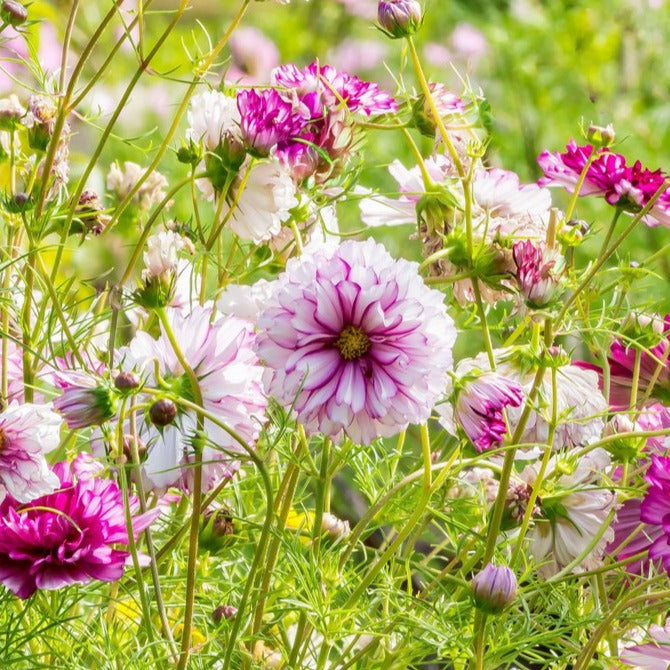Cosmos Double Click Bicolour Violet Flower | X 30 Seeds