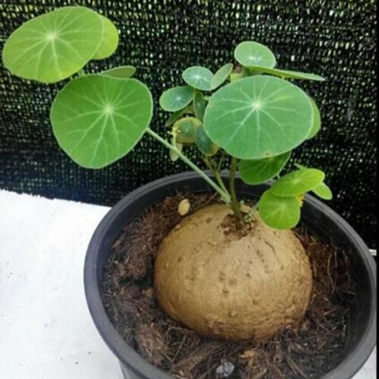 Egrow 50 Pcs/Pack Stephania Erecta Seeds Buib Bonsai Tree for Home Garden Plant