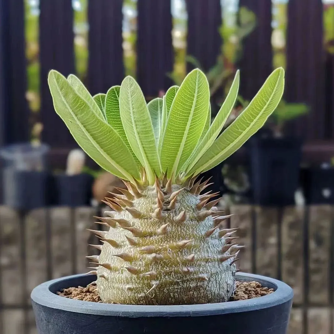 plant Aeonium Echeveria Haworthia  Caudex  Lithops Cactus  Agave 