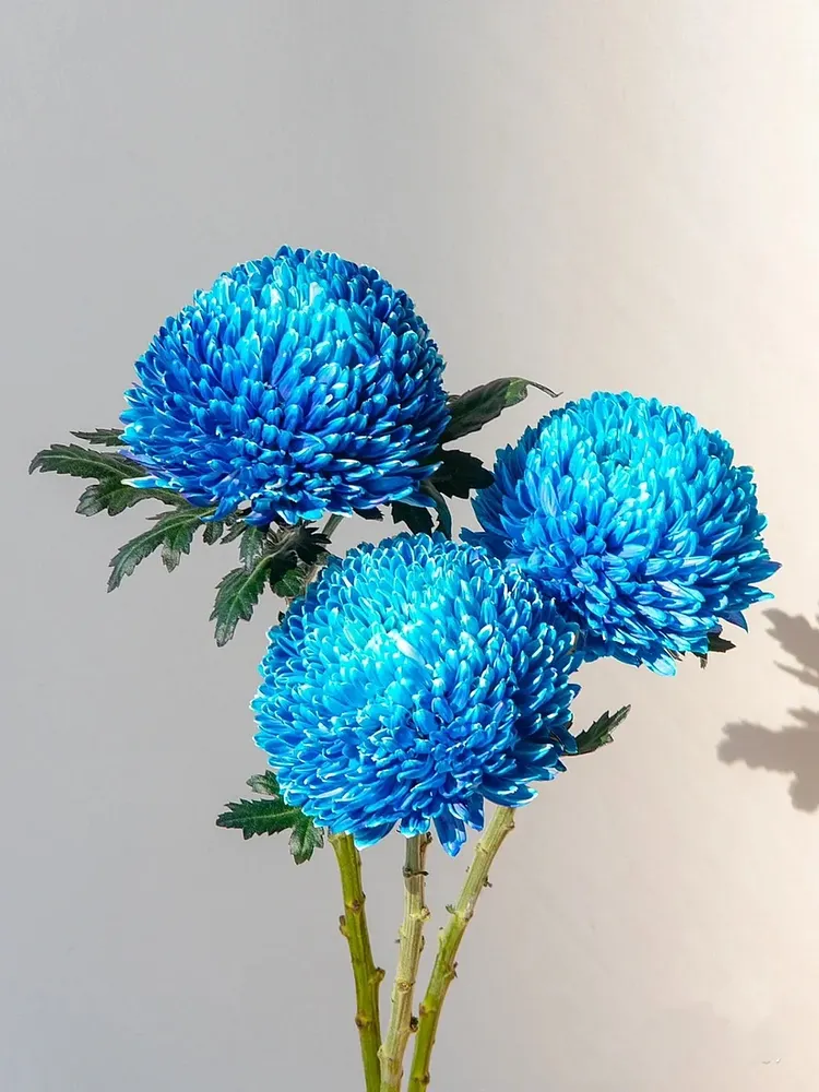 Rare blue Peony Chrysanthemum