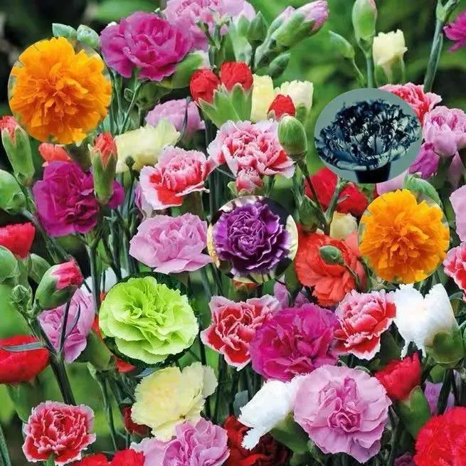 Carnation Giant Chabaud Mixed Color Flower Seeds Jonyparkseed®