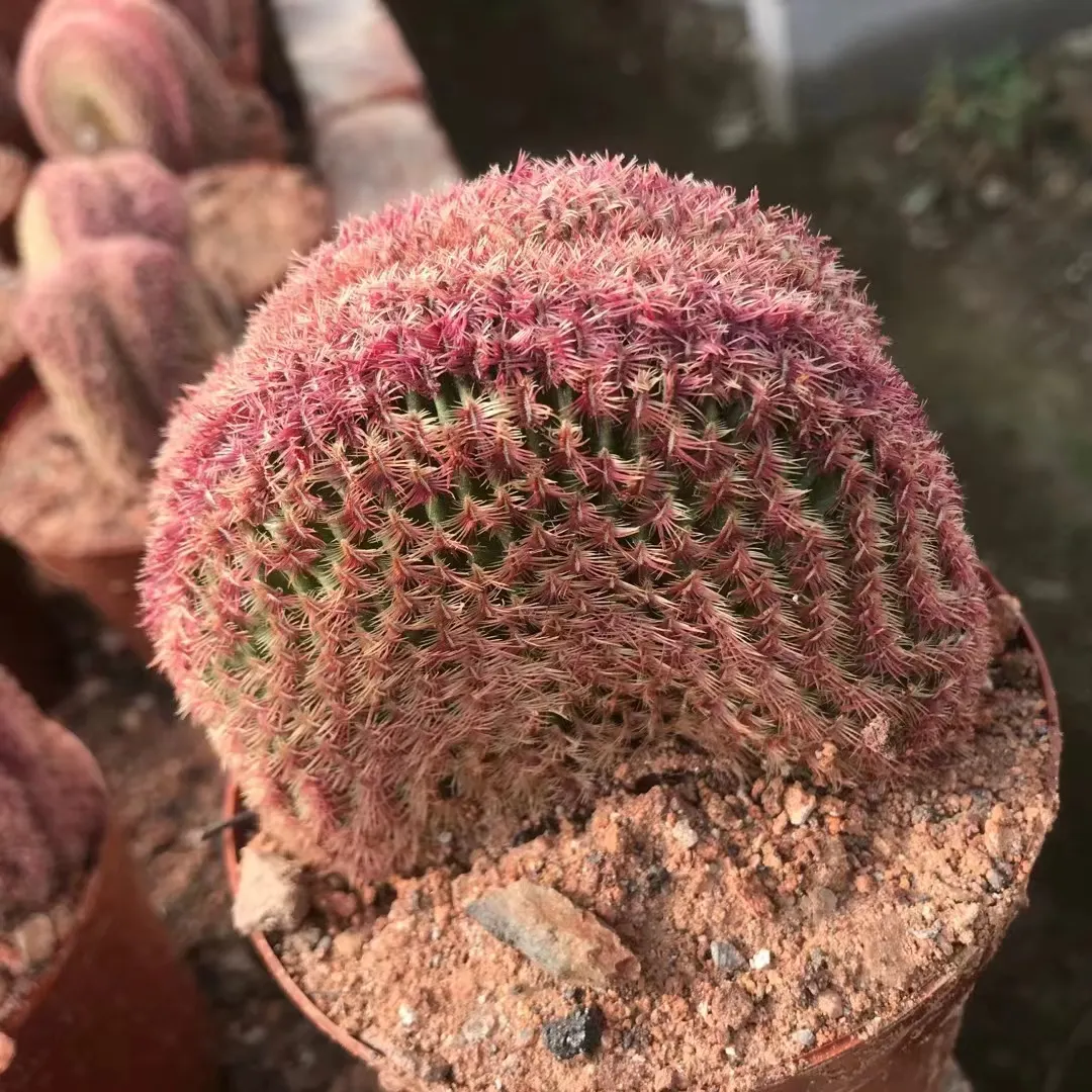 plant Aeonium Echeveria Haworthia  Caudex  Lithops Cactus  Agave 