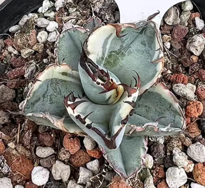plant Aeonium Echeveria Haworthia  Caudex  Lithops Cactus  Agave 