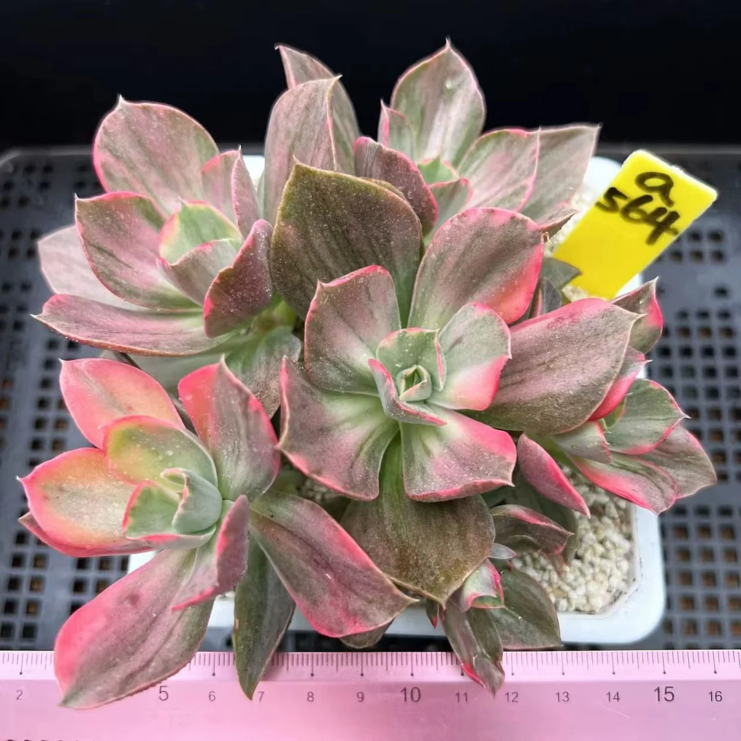 720. Mini Guqin brocade  singel head 5-6 cm  / Echeveria / Succulent plants / Garden landscape / Carefully select healthy plants