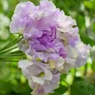 LAVENDER FLAKE SWEET PEA SEED