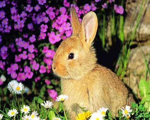 

Cute Rabbit – Paint By Numbers - 40*50CM, 501 Original