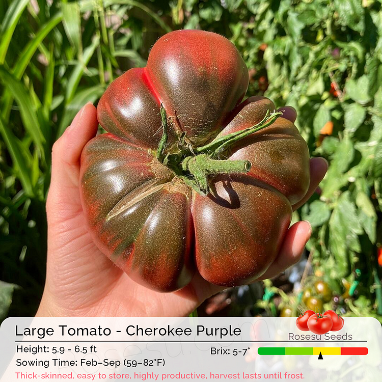 Large Tomato - Cherokee Purple