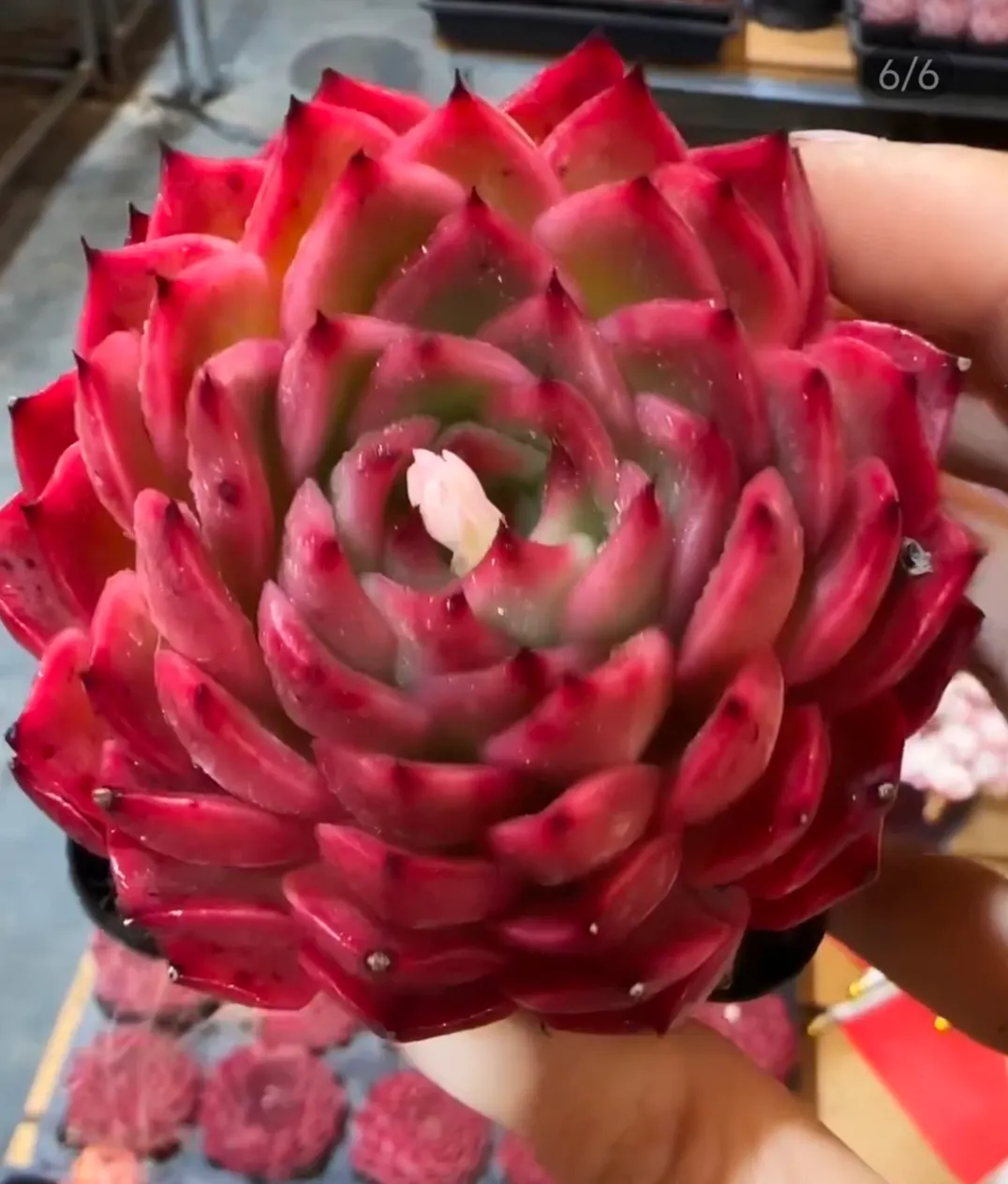 plant Aeonium Echeveria Haworthia  Caudex  Lithops Cactus  Agave 