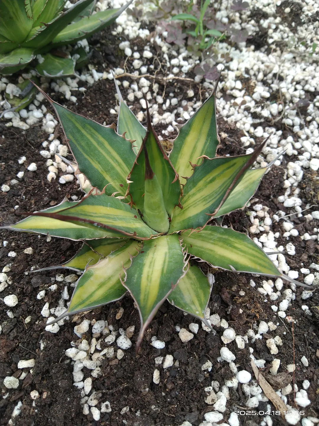 plant Aeonium Echeveria Haworthia  Caudex  Lithops Cactus  Agave 