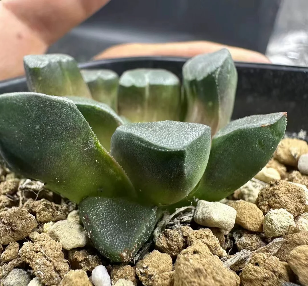 plant Aeonium Echeveria Haworthia  Caudex  Lithops Cactus  Agave 