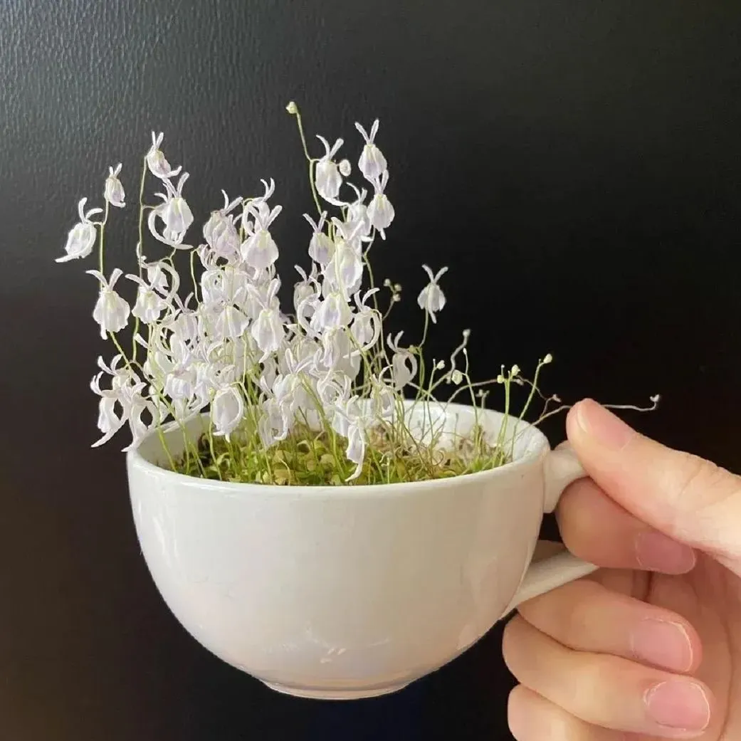 Utricularia sandersonii Seeds