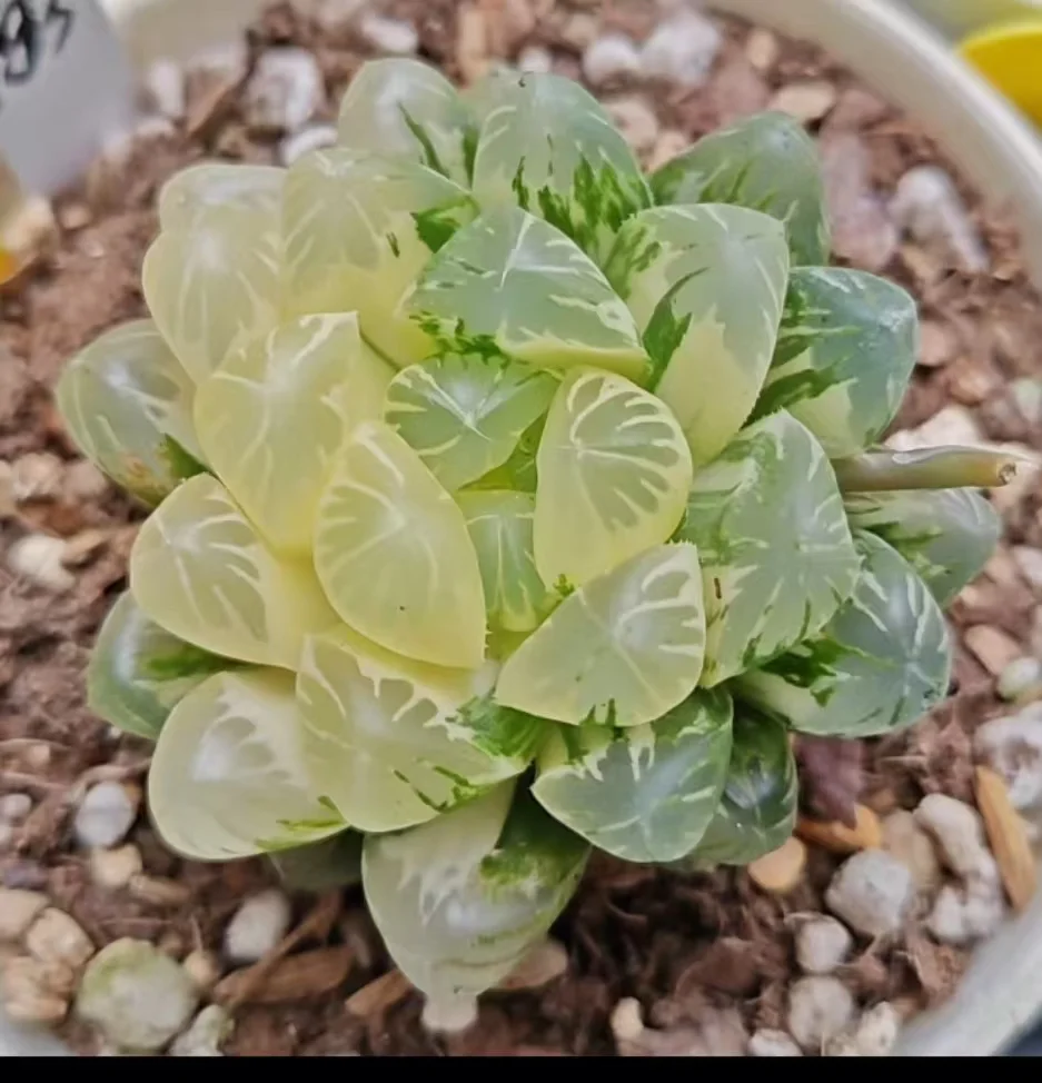 1151.Haworthia bubu purple cooperi Brushed variegate /Haworthia/ Succulent plants / Garden landscape / Carefully select healthy plants