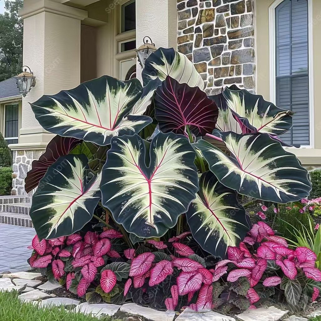 🎁2025 Special Offer🌿 Fire & Ice Rare Hosta Flower Seeds