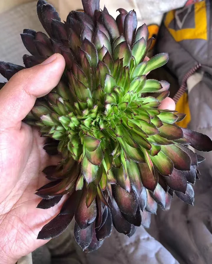 plant Aeonium Echeveria Haworthia  Caudex  Lithops Cactus  Agave 