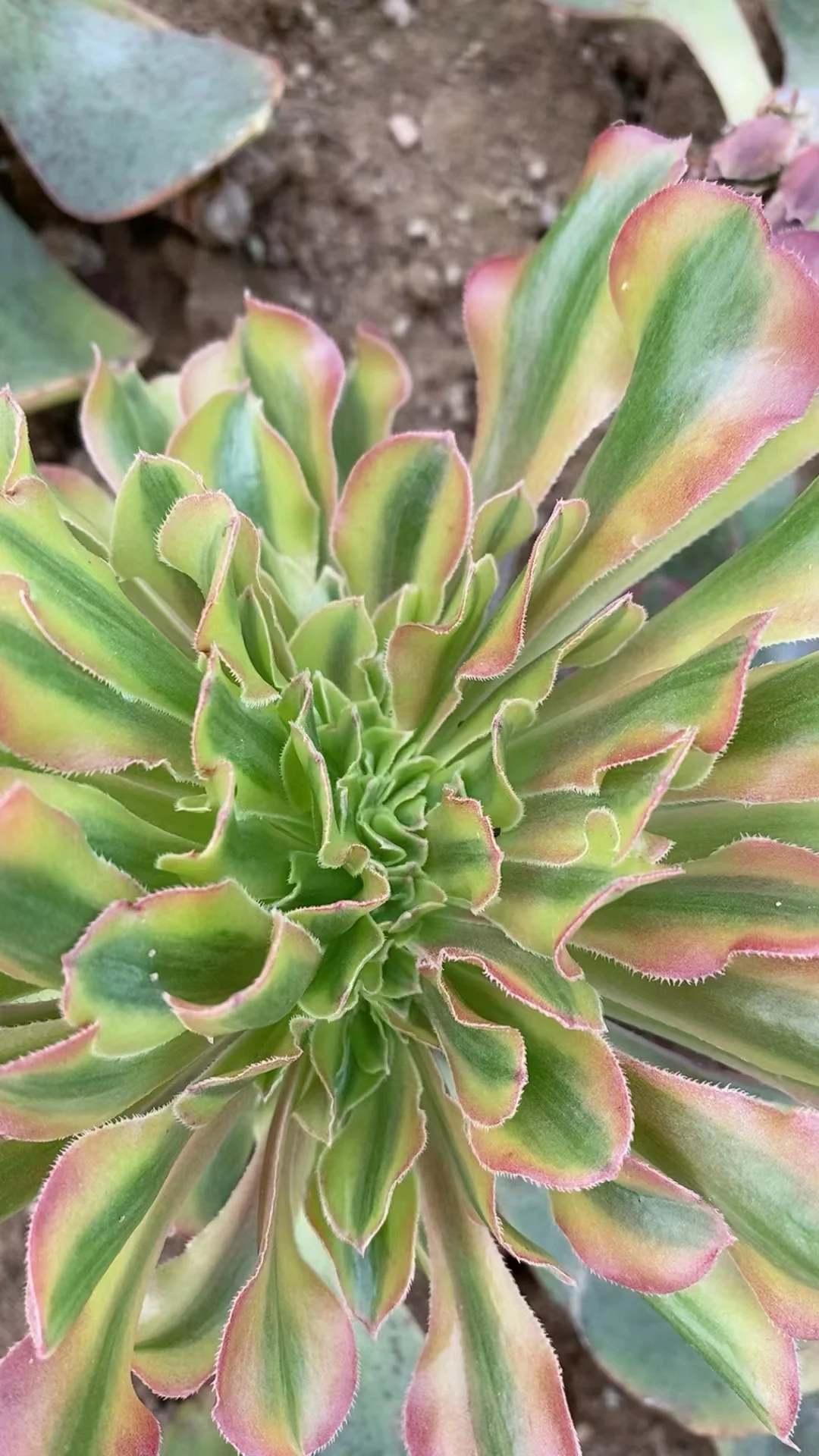 plant Aeonium Echeveria Haworthia  Caudex  Lithops Cactus  Agave 