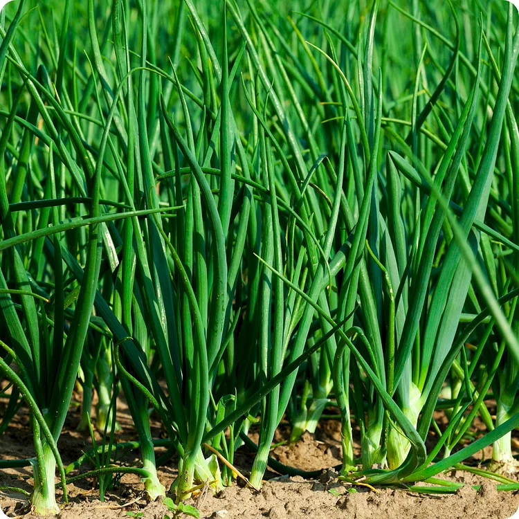 Green Onion seeds