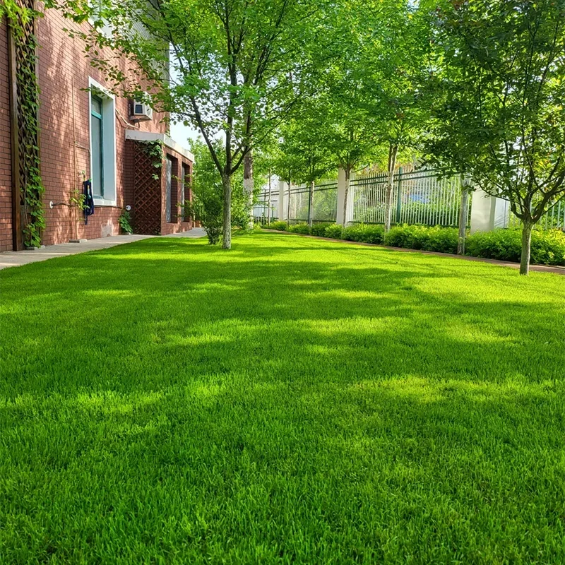 ✨Evergreen dwarf grass seed for four seasons 🌱Create your perfect lawn here