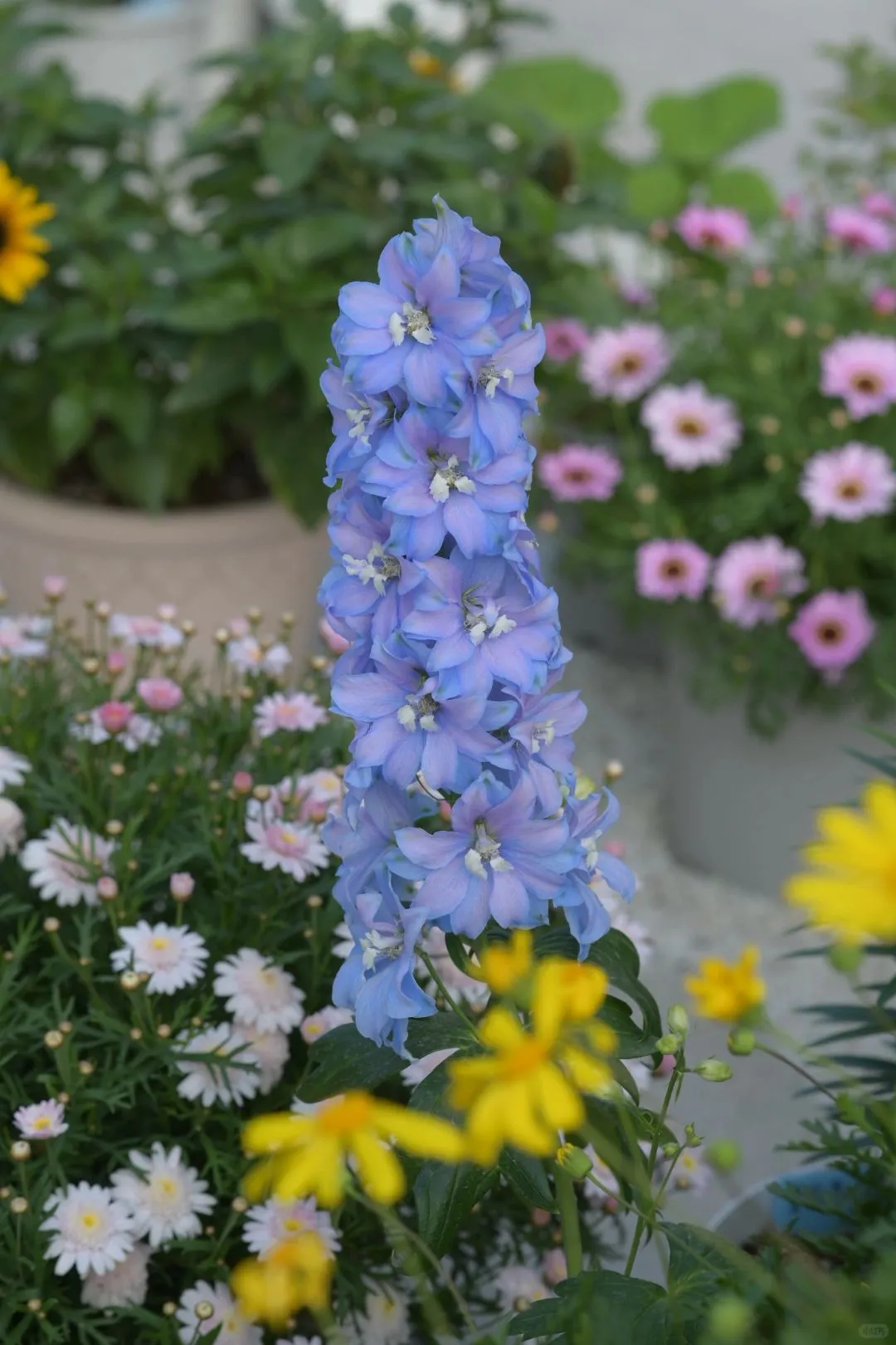 Delphinium Seeds-Mixed 7 Colors