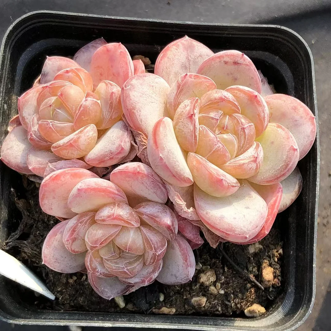 plant Aeonium Echeveria Haworthia  Caudex  Lithops Cactus  Agave 