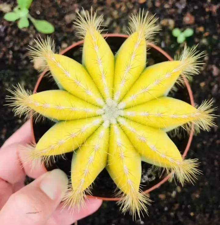 plant Aeonium Echeveria Haworthia  Caudex  Lithops Cactus  Agave 