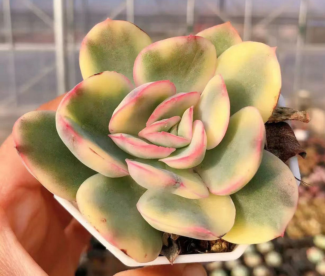 plant Aeonium Echeveria Haworthia  Caudex  Lithops Cactus  Agave 