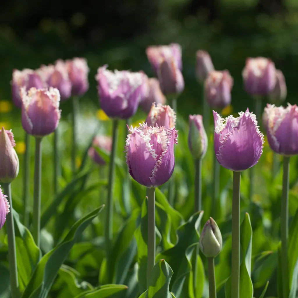 Blue Cummins Tulip Seeds