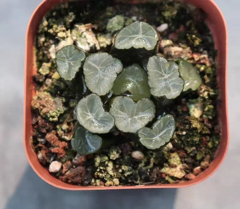 hts15.Haworthia maughanii (Poelln.) Halda 'Murasakiinazuma 4-5cm/ Haworthia/ Succulent plants / Garden landscape / Carefully select healthy plants