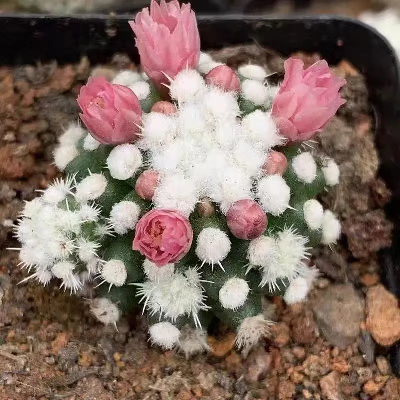 plant Aeonium Echeveria Haworthia  Caudex  Lithops Cactus  Agave 