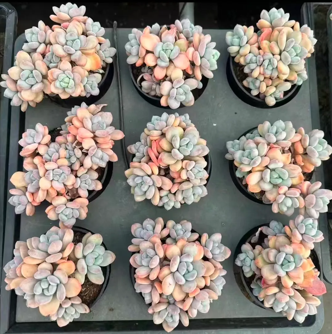 plant Aeonium Echeveria Haworthia  Caudex  Lithops Cactus  Agave 