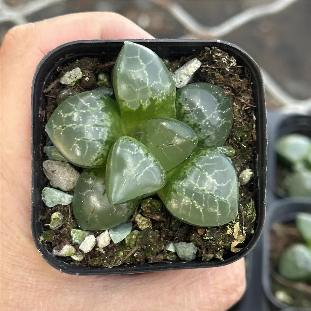 plant Aeonium Echeveria Haworthia  Caudex  Lithops Cactus  Agave 