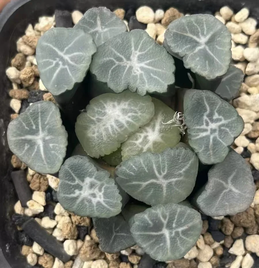 cy12.Haworthia maughanii Daikichi 4-5cm/ Haworthia/ Succulent plants / Garden landscape / Carefully select healthy plants