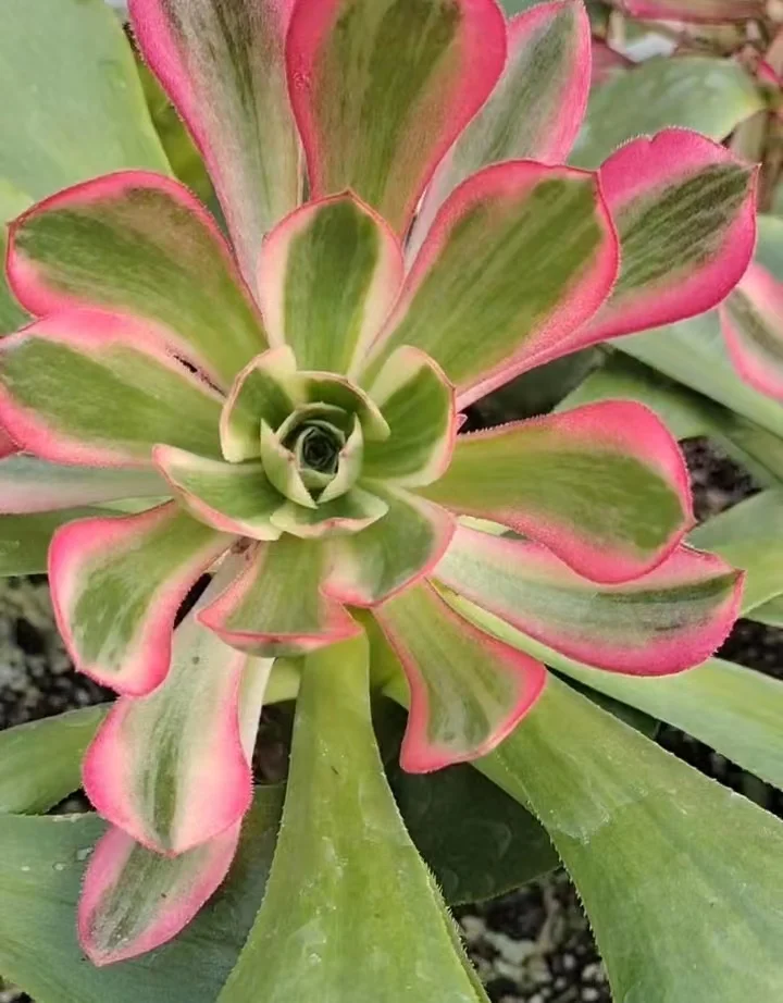 plant Aeonium Echeveria Haworthia  Caudex  Lithops Cactus  Agave 