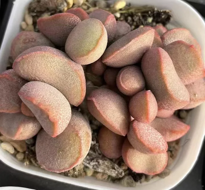 plant Aeonium Echeveria Haworthia  Caudex  Lithops Cactus  Agave 