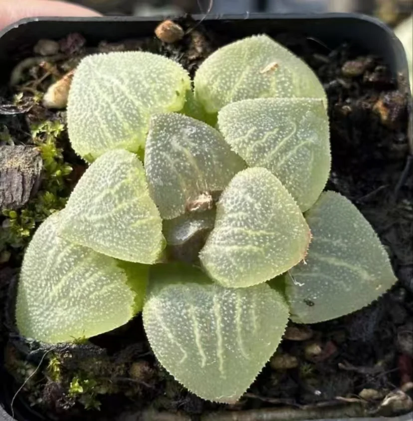 plant Aeonium Echeveria Haworthia  Caudex  Lithops Cactus  Agave 