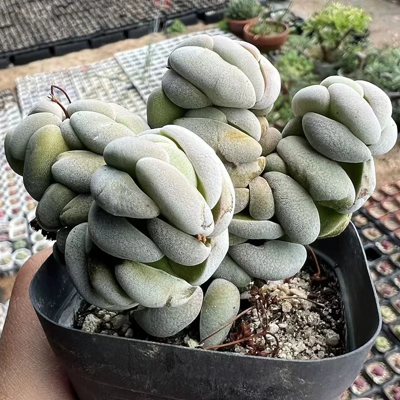 plant Aeonium Echeveria Haworthia  Caudex  Lithops Cactus  Agave 