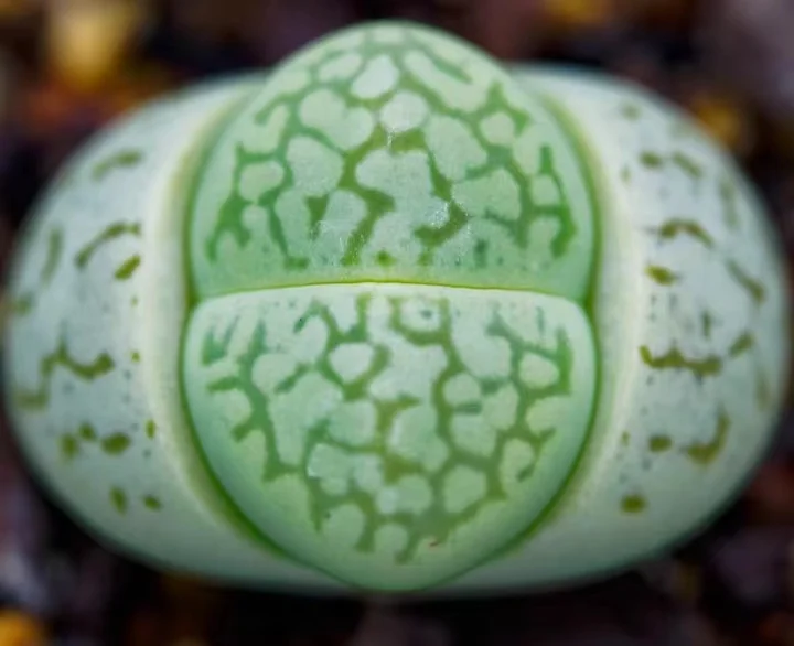 plant Aeonium Echeveria Haworthia  Caudex  Lithops Cactus  Agave 