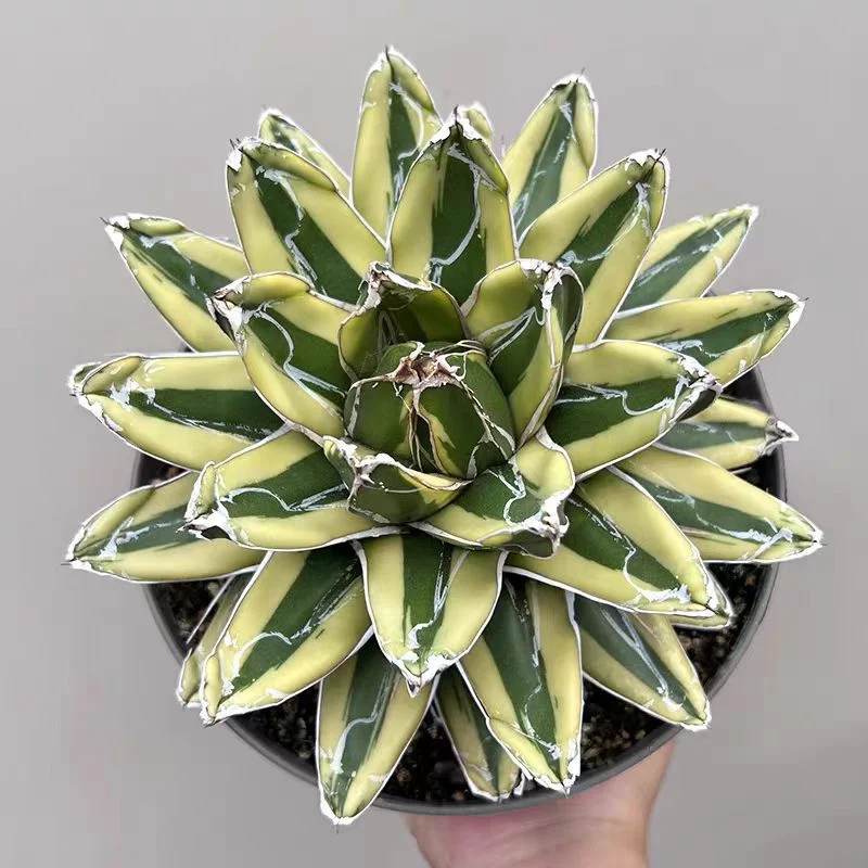 zwyw23.Agave victoriae-reginae ‘Kizan /Agave plants / Succulent plants / Garden landscape / Carefully select healthy plants