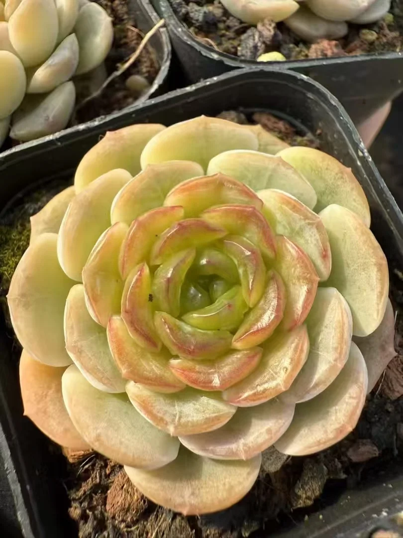 plant Aeonium Echeveria Haworthia  Caudex  Lithops Cactus  Agave 