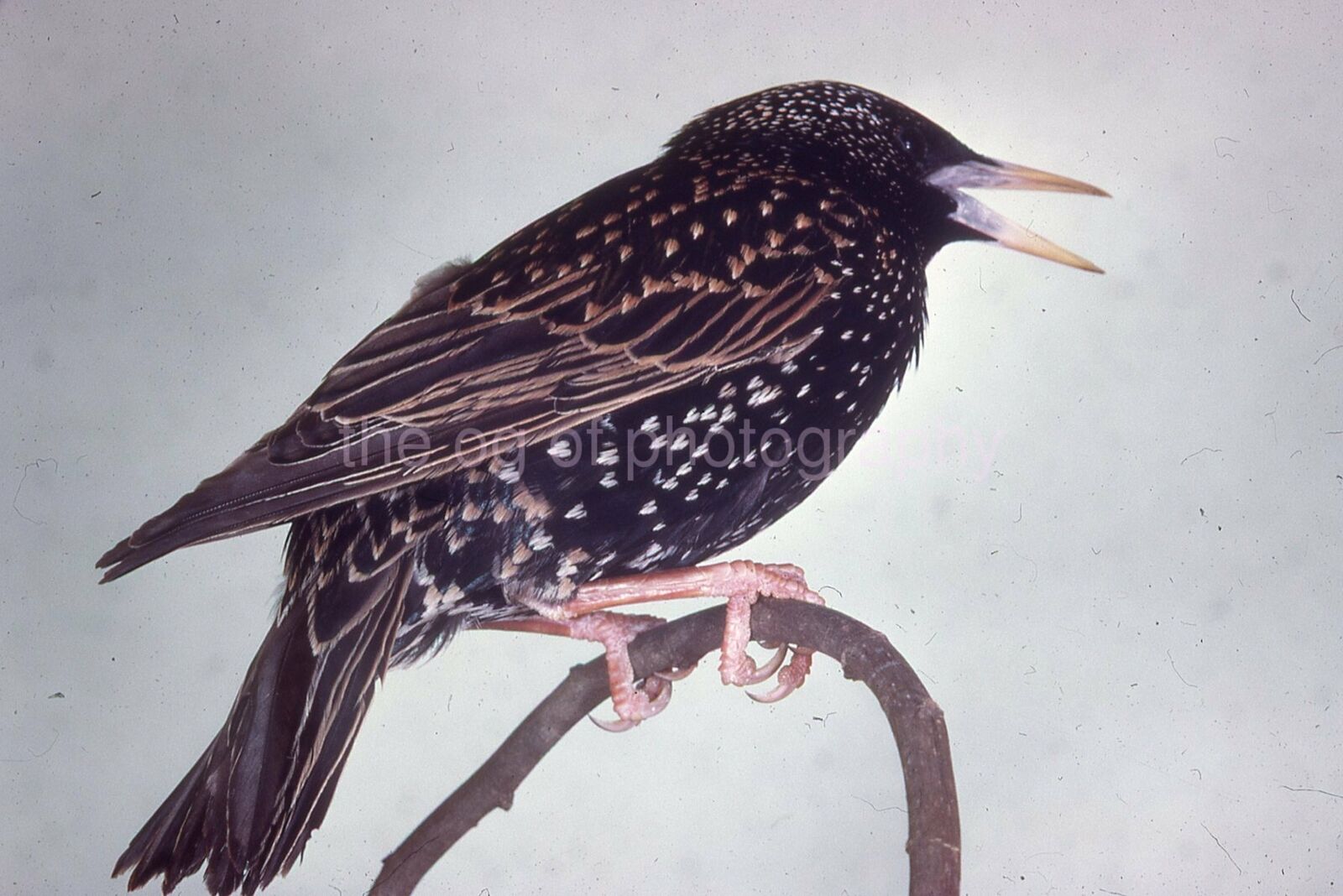 STARLING 35mm FOUND BIRD SLIDE Vintage COLOR Photo Poster painting 15 T 13 P