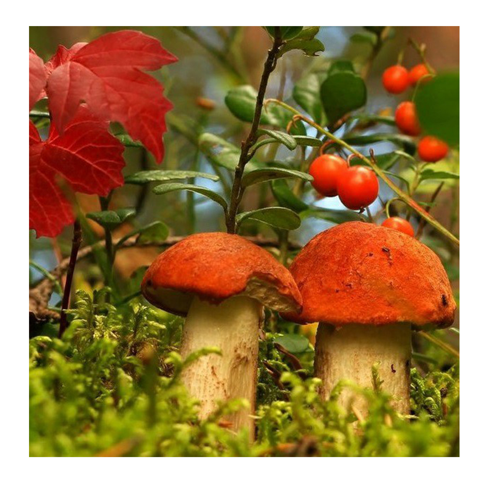 

30*30CM - Round Drill Diamond Painting - Mushroom, 501 Original